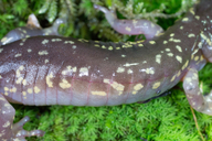 Aneides lugubris