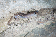 Aneides lugubris