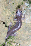 Aneides lugubris