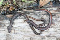 Batrachoseps attenuatus
