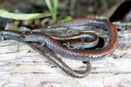 Batrachoseps attenuatus