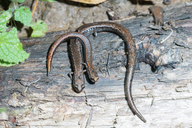 Batrachoseps attenuatus