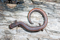 Batrachoseps attenuatus