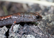Batrachoseps attenuatus