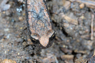 Batrachoseps attenuatus