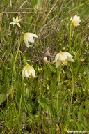 Fritillaria liliacea