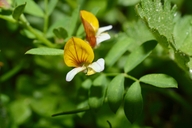 Photo of Hosackia oblongifolia var. cuprea
