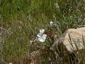 Clarkia bottae