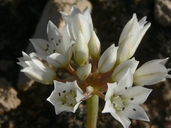 Allium nevadense