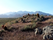 Ferocactus acanthodes ssp. acanthodes