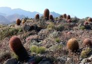 Ferocactus acanthodes ssp. acanthodes