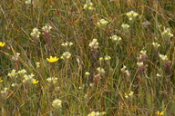 Castilleja ambigua ssp. meadii