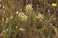 Castilleja ambigua ssp. meadii
