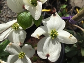 Cornus florida