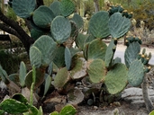 Plate Cactus