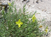 Oenothera hartwegii ssp. filifolia