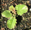 Inula sonchifolia