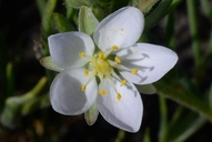 Spergularia macrotheca var. leucantha