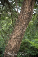 Brachylaena transvaalensis