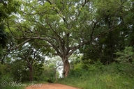 Ficus sansibarica