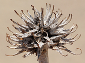 Oenothera primiveris