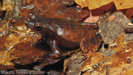 Rhinella proboscidea