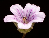 Erodium botrys