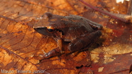 Pristimantis peruvianus