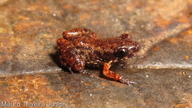 Adelophryne adiastola