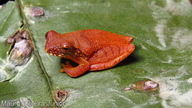 Dendropsophus bipunctatus