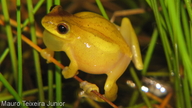 Dendropsophus minutus