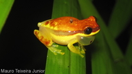 Dendropsophus rhodopeplus