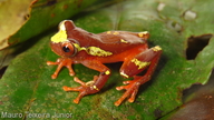 Dendropsophus sarayacuensis