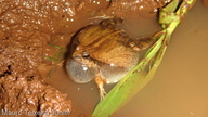 Physalaemus albonotatus
