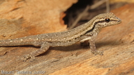 Lygodactylus bradfieldi