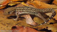 Gymnodactylus geckoides