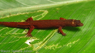Pseudogonatodes guianensis