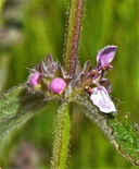 Stachys rigida var. quercetorum