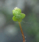 Asterella californica