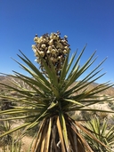 Yucca schidigera