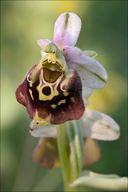 Ophrys holosericea ssp. holosericea