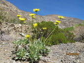 Enceliopsis covillei