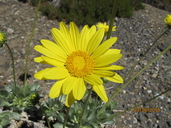 Enceliopsis covillei