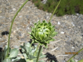Enceliopsis covillei