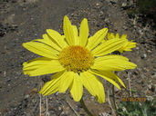 Enceliopsis covillei