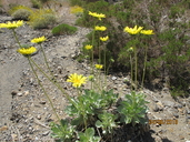 Enceliopsis covillei
