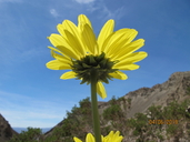 Enceliopsis covillei