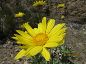 Enceliopsis covillei