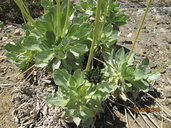 Enceliopsis covillei