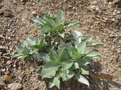 Enceliopsis covillei